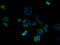 Solute Carrier Family 25 Member 33 antibody, A60950-100, Epigentek, Immunofluorescence image 