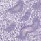 Phosducin Like 2 antibody, HPA048260, Atlas Antibodies, Immunohistochemistry paraffin image 