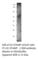 Osteoclast Stimulatory Transmembrane Protein antibody, OC-STAMP-101AP, FabGennix, Western Blot image 