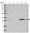 WD Repeat Domain 33 antibody, NBP1-83756, Novus Biologicals, Western Blot image 