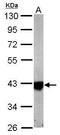 Isocitrate Dehydrogenase (NAD(+)) 3 Alpha antibody, GTX104073, GeneTex, Western Blot image 