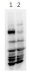 HECT And RLD Domain Containing E3 Ubiquitin Protein Ligase 5 antibody, GTX46920, GeneTex, Western Blot image 