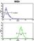 AXL Receptor Tyrosine Kinase antibody, abx033505, Abbexa, Western Blot image 