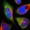 Thyroid Hormone Receptor Alpha antibody, NBP1-90118, Novus Biologicals, Immunofluorescence image 