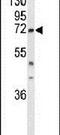 DEAD-Box Helicase 17 antibody, PA5-26330, Invitrogen Antibodies, Western Blot image 