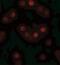 GEMIN2 antibody, NBP1-77177, Novus Biologicals, Immunofluorescence image 