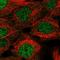 Protein O-Glucosyltransferase 2 antibody, HPA064398, Atlas Antibodies, Immunofluorescence image 