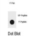 TSC Complex Subunit 2 antibody, abx032287, Abbexa, Dot Blot image 