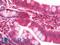 Ribosomal Protein S16 antibody, LS-C211048, Lifespan Biosciences, Immunohistochemistry frozen image 