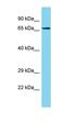 Tsp23 antibody, orb326815, Biorbyt, Western Blot image 