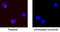 Tumor Necrosis Factor antibody, BAF1507, R&D Systems, Western Blot image 