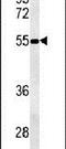 NIPA Like Domain Containing 3 antibody, PA5-25241, Invitrogen Antibodies, Western Blot image 