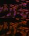 DEAD-Box Helicase 3 X-Linked antibody, GTX54030, GeneTex, Immunofluorescence image 
