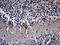 Repulsive Guidance Molecule BMP Co-Receptor A antibody, M04984, Boster Biological Technology, Immunohistochemistry paraffin image 