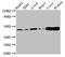 CD13 antibody, LS-C677136, Lifespan Biosciences, Western Blot image 