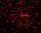 CDGSH Iron Sulfur Domain 2 antibody, NBP2-81907, Novus Biologicals, Immunocytochemistry image 