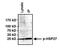 Heat Shock Protein Family B (Small) Member 1 antibody, PA1-005, Invitrogen Antibodies, Immunoprecipitation image 