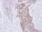 Ras-related protein Rab-3C antibody, NBP1-32871, Novus Biologicals, Immunohistochemistry paraffin image 