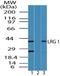 Leucine Rich Alpha-2-Glycoprotein 1 antibody, PA5-23266, Invitrogen Antibodies, Western Blot image 