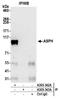 Aspartate Beta-Hydroxylase antibody, A305-342A, Bethyl Labs, Immunoprecipitation image 