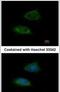 Adenylate Kinase 2 antibody, PA5-29361, Invitrogen Antibodies, Immunofluorescence image 