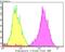 Tropomyosin 1 antibody, NBP2-75689, Novus Biologicals, Flow Cytometry image 