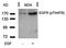 Protein Phosphatase 1 Regulatory Inhibitor Subunit 1B antibody, orb14894, Biorbyt, Western Blot image 