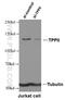 Tripeptidyl Peptidase 2 antibody, 14120-1-AP, Proteintech Group, Western Blot image 