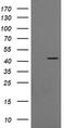 Ciliogenesis Associated TTC17 Interacting Protein antibody, TA505506BM, Origene, Western Blot image 