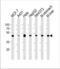 Enolase 1 antibody, TA324640, Origene, Western Blot image 