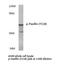 Paxillin antibody, LS-C177939, Lifespan Biosciences, Western Blot image 