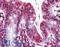 Olfactomedin 4 antibody, LS-B2055, Lifespan Biosciences, Immunohistochemistry frozen image 