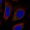 Phospholipid Phosphatase 7 (Inactive) antibody, HPA070252, Atlas Antibodies, Immunofluorescence image 