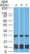 CD38 Molecule antibody, NBP2-25265, Novus Biologicals, Western Blot image 