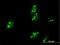 Activator Of Basal Transcription 1 antibody, H00029777-B01P, Novus Biologicals, Immunocytochemistry image 