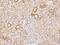 Transmembrane Protein 107 antibody, 206762-T08, Sino Biological, Immunohistochemistry paraffin image 