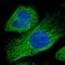 Mahogunin Ring Finger 1 antibody, NBP1-82998, Novus Biologicals, Immunofluorescence image 