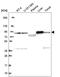 NADH:Ubiquinone Oxidoreductase Core Subunit S1 antibody, HPA064605, Atlas Antibodies, Western Blot image 