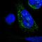 Dehydrogenase/Reductase 3 antibody, HPA010844, Atlas Antibodies, Immunofluorescence image 