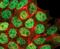 p53 antibody, PA5-17817, Invitrogen Antibodies, Immunofluorescence image 