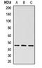 Autophagy Related 4A Cysteine Peptidase antibody, LS-C668306, Lifespan Biosciences, Western Blot image 