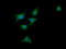 DExD/H-Box Helicase 58 antibody, LS-C174703, Lifespan Biosciences, Immunofluorescence image 