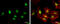 Bromodomain-containing protein 7 antibody, GTX118755, GeneTex, Immunofluorescence image 