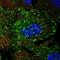 Tensin 3 antibody, HPA056015, Atlas Antibodies, Immunofluorescence image 