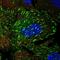 Tensin-3 antibody, HPA056015, Atlas Antibodies, Immunofluorescence image 