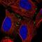 Vacuolar protein sorting-associated protein 13B antibody, NBP2-55104, Novus Biologicals, Immunofluorescence image 