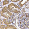 Trimethylguanosine Synthase 1 antibody, MBS9128601, MyBioSource, Immunohistochemistry frozen image 