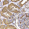 Trimethylguanosine synthase antibody, MBS9128601, MyBioSource, Immunohistochemistry frozen image 