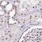 MPTP antibody, NBP2-48528, Novus Biologicals, Immunohistochemistry paraffin image 