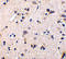 GDNF Family Receptor Alpha 1 antibody, 1133, QED Bioscience, Immunohistochemistry frozen image 